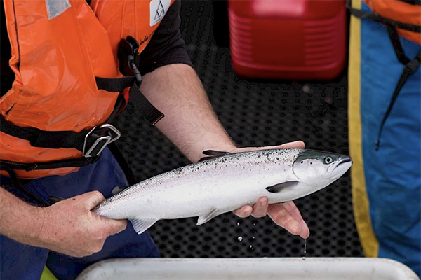 Article image for Salmon farmers in Scotland cut antibiotic usage by more than 50 percent in 2022